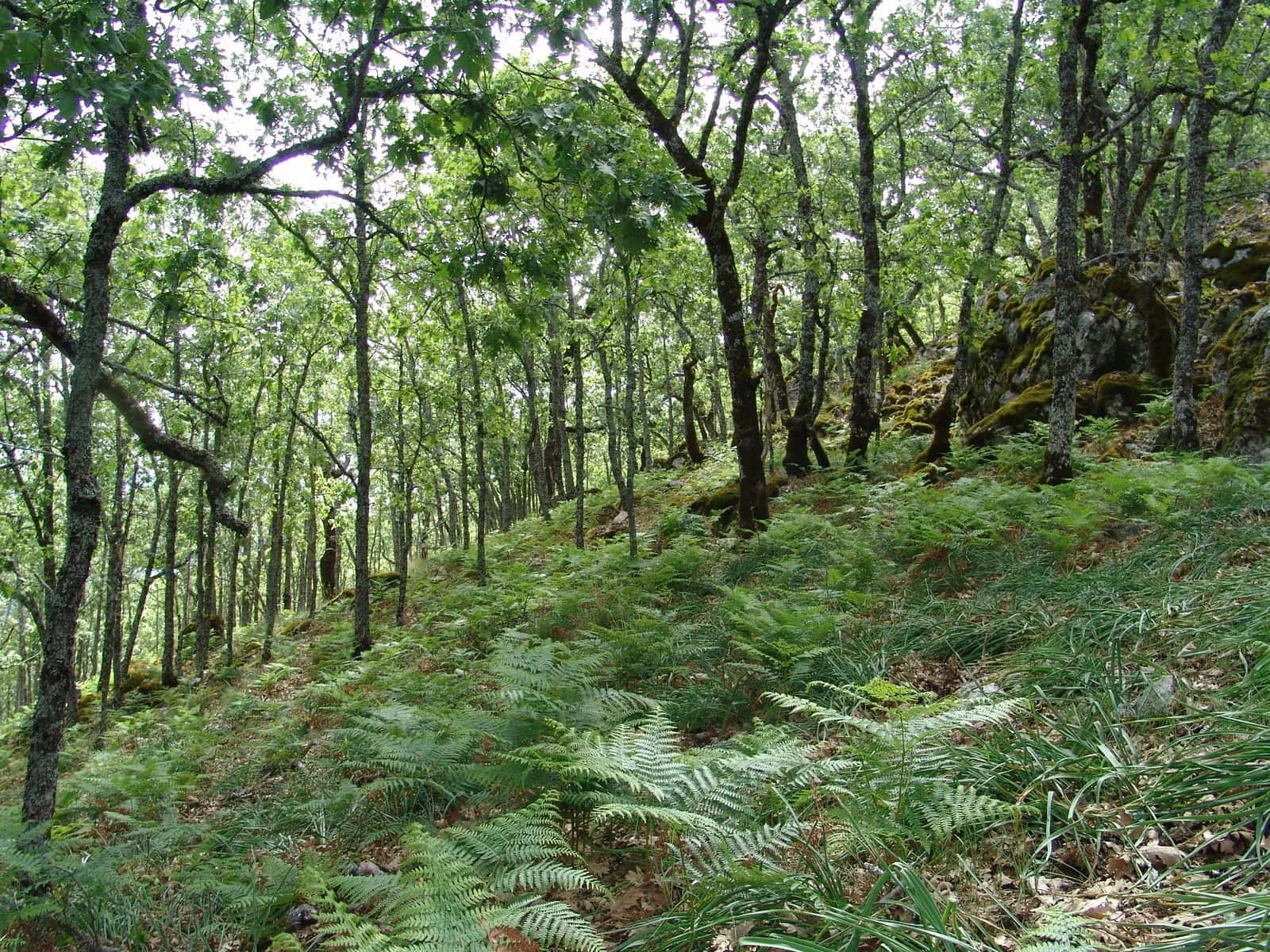 Bosque de robles con helechos en Sierra Madrona