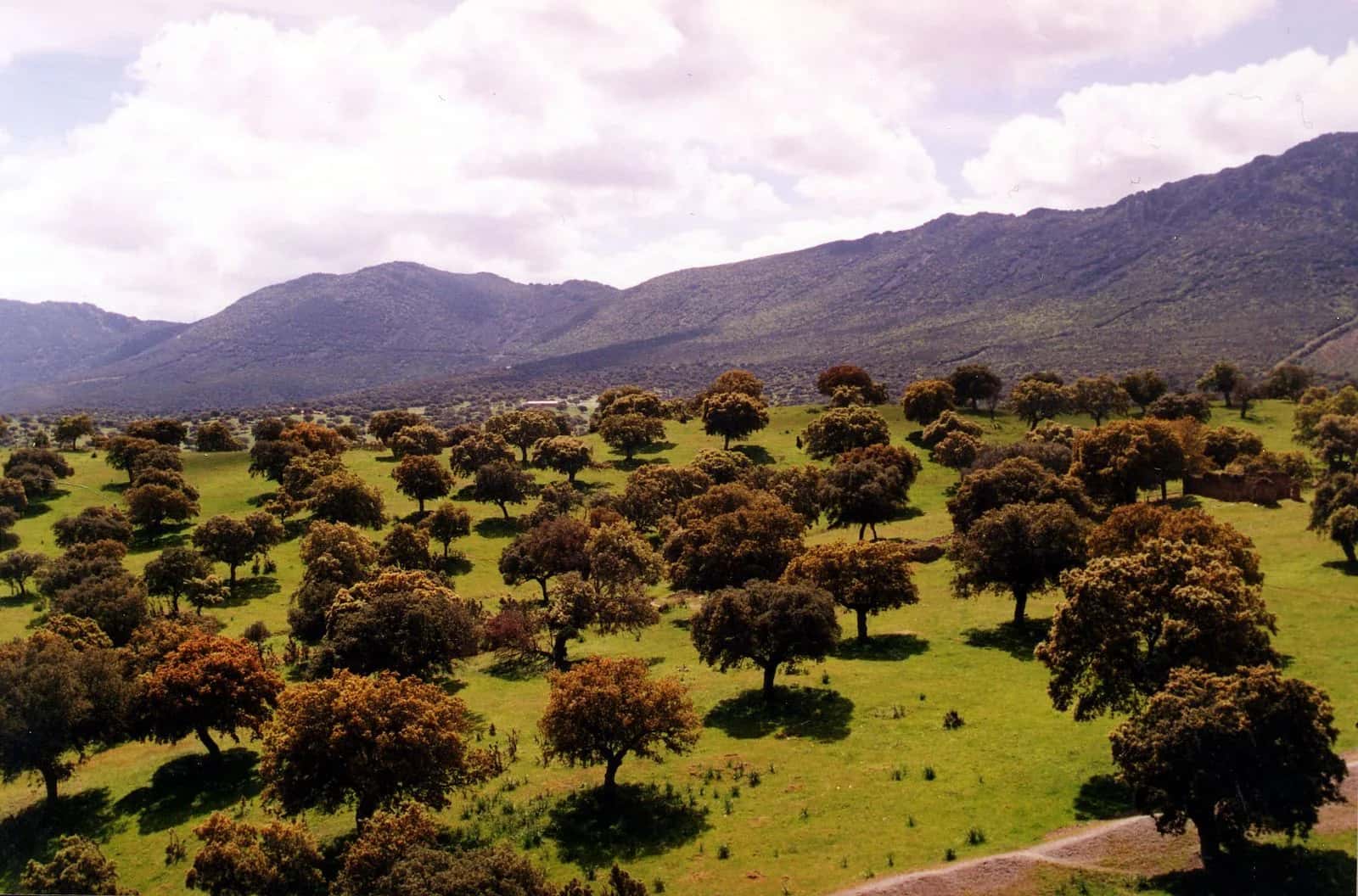 Dehesa y sierras de Ciudad Real camino de Ruidera
