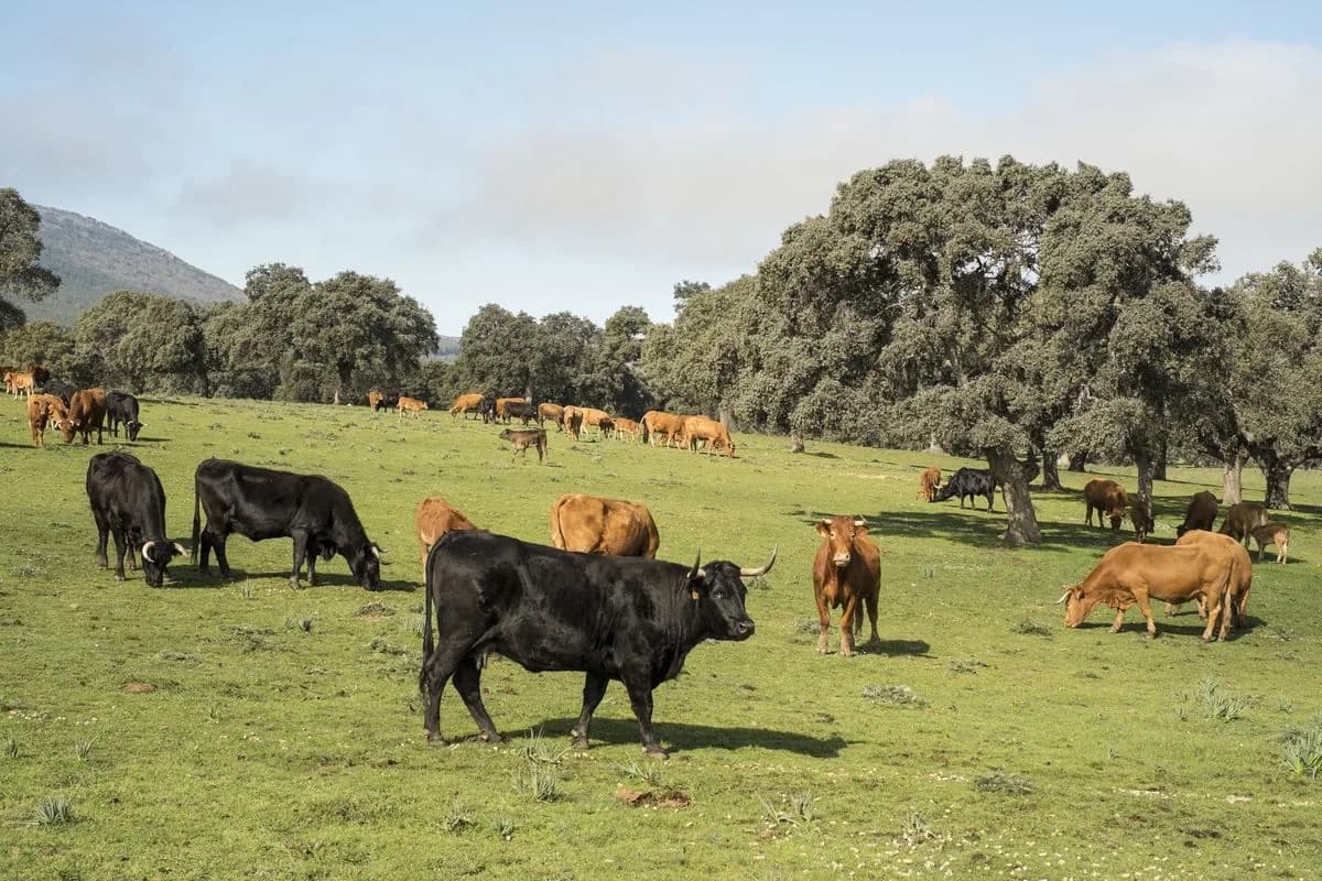 Vacas pastando en la dehesa