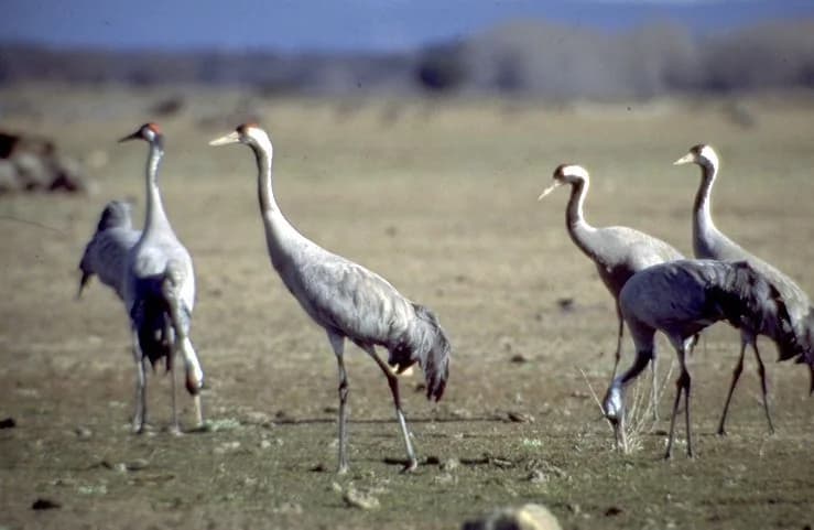 Grullas en la dehesa