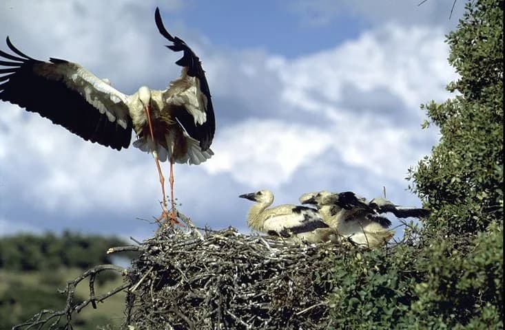Cigüeñas blancas en su nido